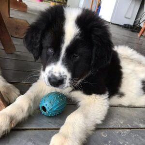 Румынская овчарка щенок