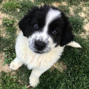 Фото щенка буковинской овчарки