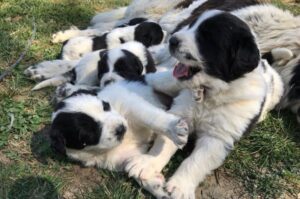 Щенки буковинской овчарки