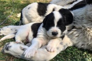 Щенки породы буковинская овчарка