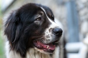 Буковинская овчарка: фото