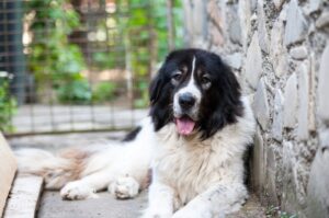 Порода буковинская овчарка