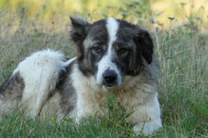 Порода румынская овчарка