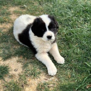 Милый щенок породы буковинская овчарка