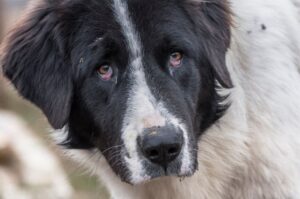 Порода буковинская овчарка