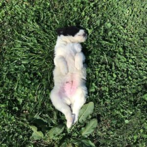 Щенок буковинской овчарки лежит на траве