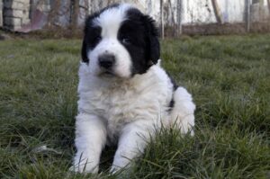 Красивый щенок буковинской овчарки