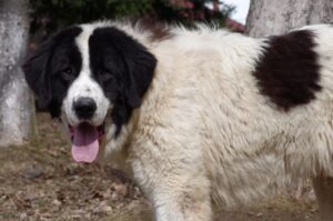 Порода собак буковинская овчарка