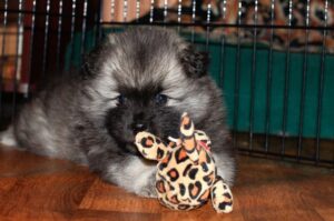 Фото щенка кеесхонда с игрушкой