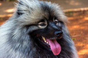 Фотография кеесхонда