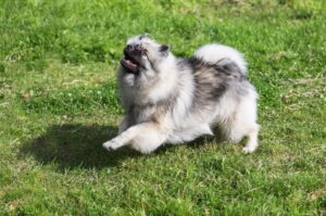 Резвый кеесхонд