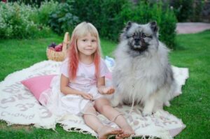 Фото кеесхонда с девочкой