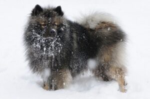 Кеесхонд зимой