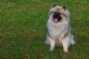 Порода собак кеесхонд