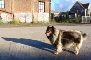 Кеесхонд: фото