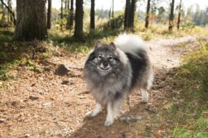 Кеесхонд – фото в лесу