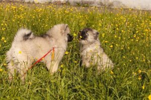 Щенята кеесхонда