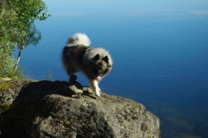 Кеесхонд на фоне моря