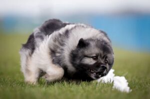 Фото собаки кеесхонд