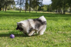 Собака кеесхонд играет с игрушкой