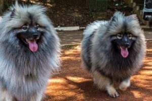 Собаки кеесхонды