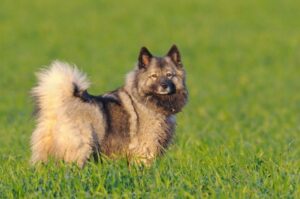 Вольфшпиц (кеесхонд): фото