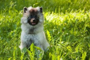 Голландский шпиц или кеесхонд