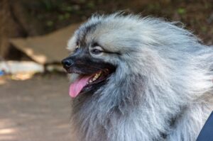 Волчий шпиц – кеесхонд