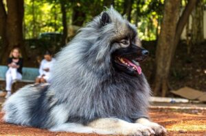 Фото породы немецкий кеесхонд