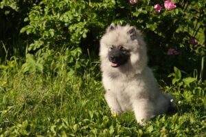 Щенок кеесхонда: фото