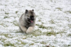 Щенок кеесхонда бежит по заснеженной траве