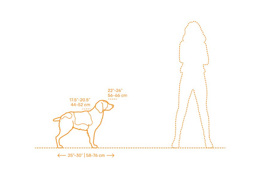 Размеры бретонского эпаньоля