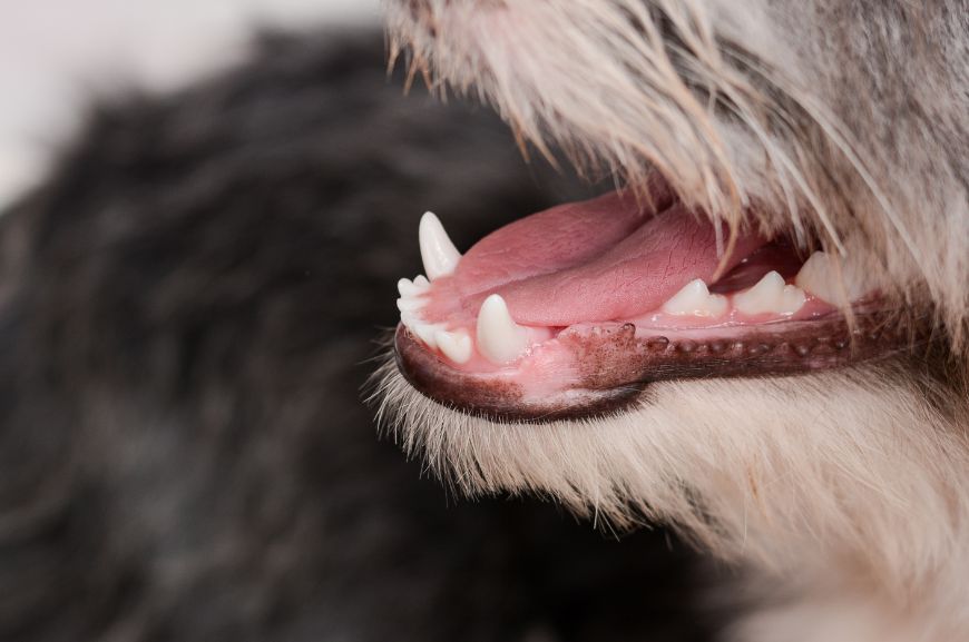 Сколько у собаки зубов