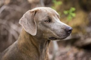 Блю-лейси Порода блю-лейси