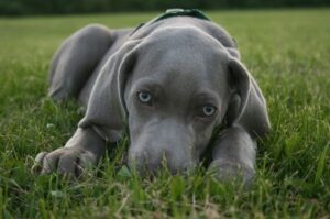 Фото щенка блю-лейси Фотография щенка породы блю-лейси