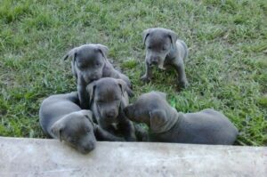 Щенки собаки блю-лейси Маленькие щенята блю-лейси