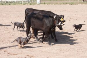 Блю-лейси загоняют скот Собаки породы блю-лейси загоняют скот