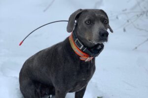 Фото блю-лейси зимой Собака блю-лейси: зимнее фото