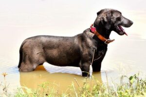 Собака блю-лейси в воде Блю-лейси в воде