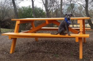 Фото блю-лейси Фото собаки блю-лейси