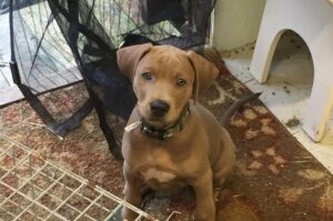 Щенок блю-лейси Щенок породы блю-лейси