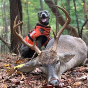 Собака блю-лейси в лесу Порода собак блю-лейси в лесу