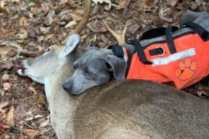 Блю-лейси охота Собака блю-лейси на охоте