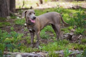 Красивое фото блю-лейси Красивая собака блю-лейси