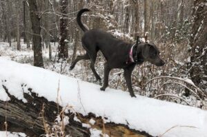 Блю-лейси зимой Порода собак блю-лейси зимой
