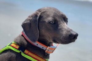 Собака блю-лейси Порода собак блю-лейси