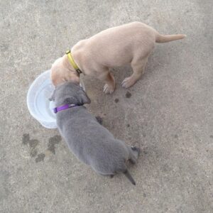 Щенки блю-лейси Щенки собаки блю-лейси