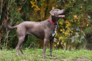 Блю-лейси Порода блю-лейси