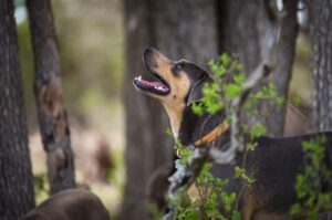 Пёс породы блю-лейси Пёс породы блю-лейси: фото