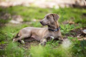 Блю-лейси лежит на траве Блю-лейси на траве